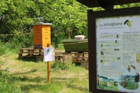 Bienentag an der Naturschutzstation (15.06.2019)