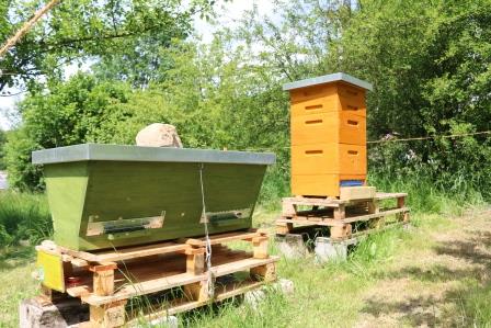 Bienentag an der Naturschutzstation (15.06.2019)